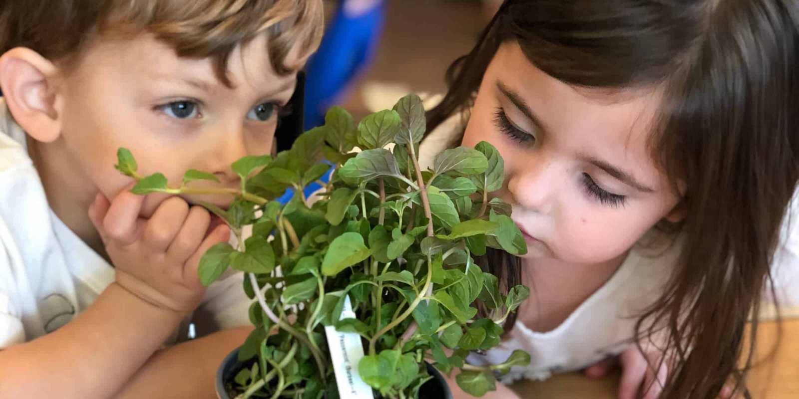 Soil to Plate